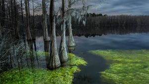 松木国家森林，佛罗里达州 (© plainpicture/Cavan Images)(Bing China)