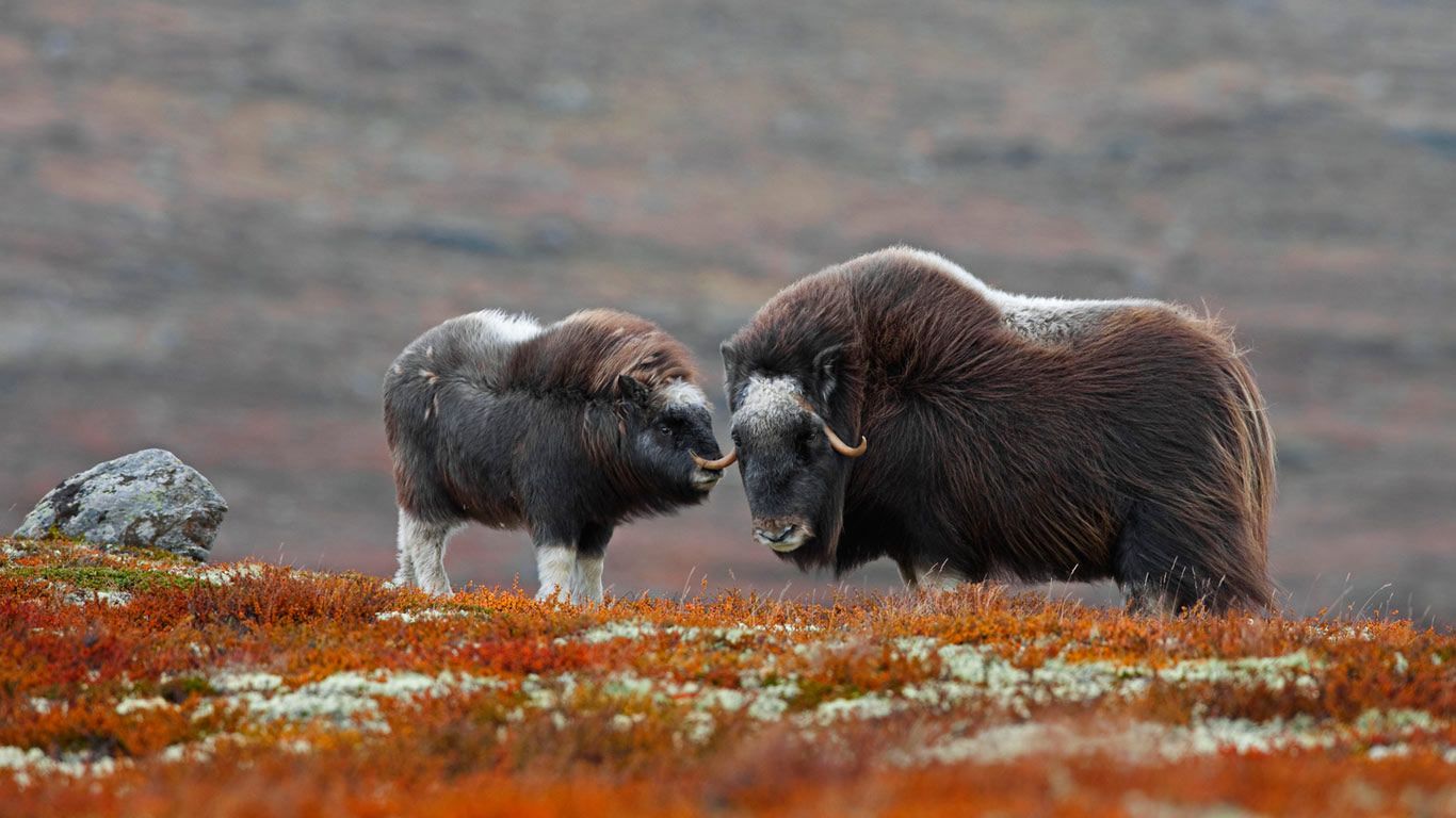 A muskox and her calf in Dovrefjell-Sunndalsfjella National Park, Norway