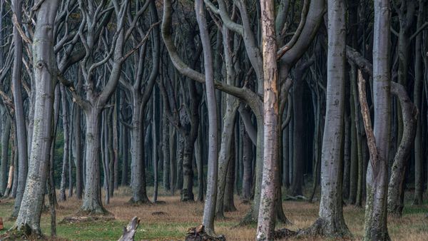Foresta fantasma, Nienhagen, Meclemburgo-Pomerania Occidentale, Germania