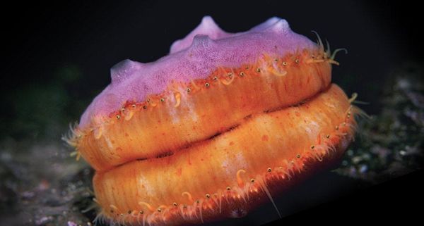 Swimming Pacific pink scallop