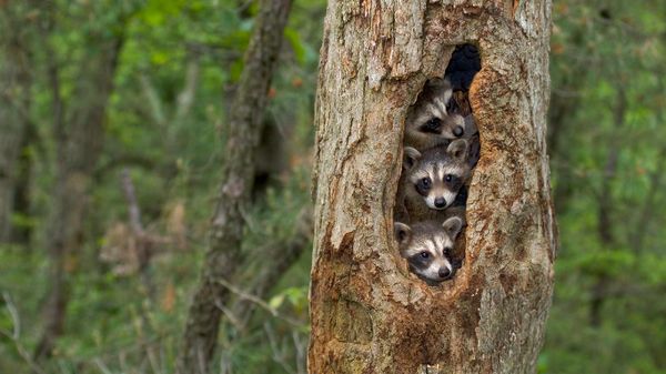 Raccoons huddled together in a tree