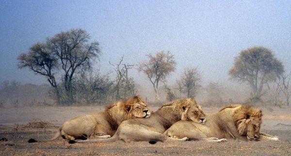 ThreeLions
