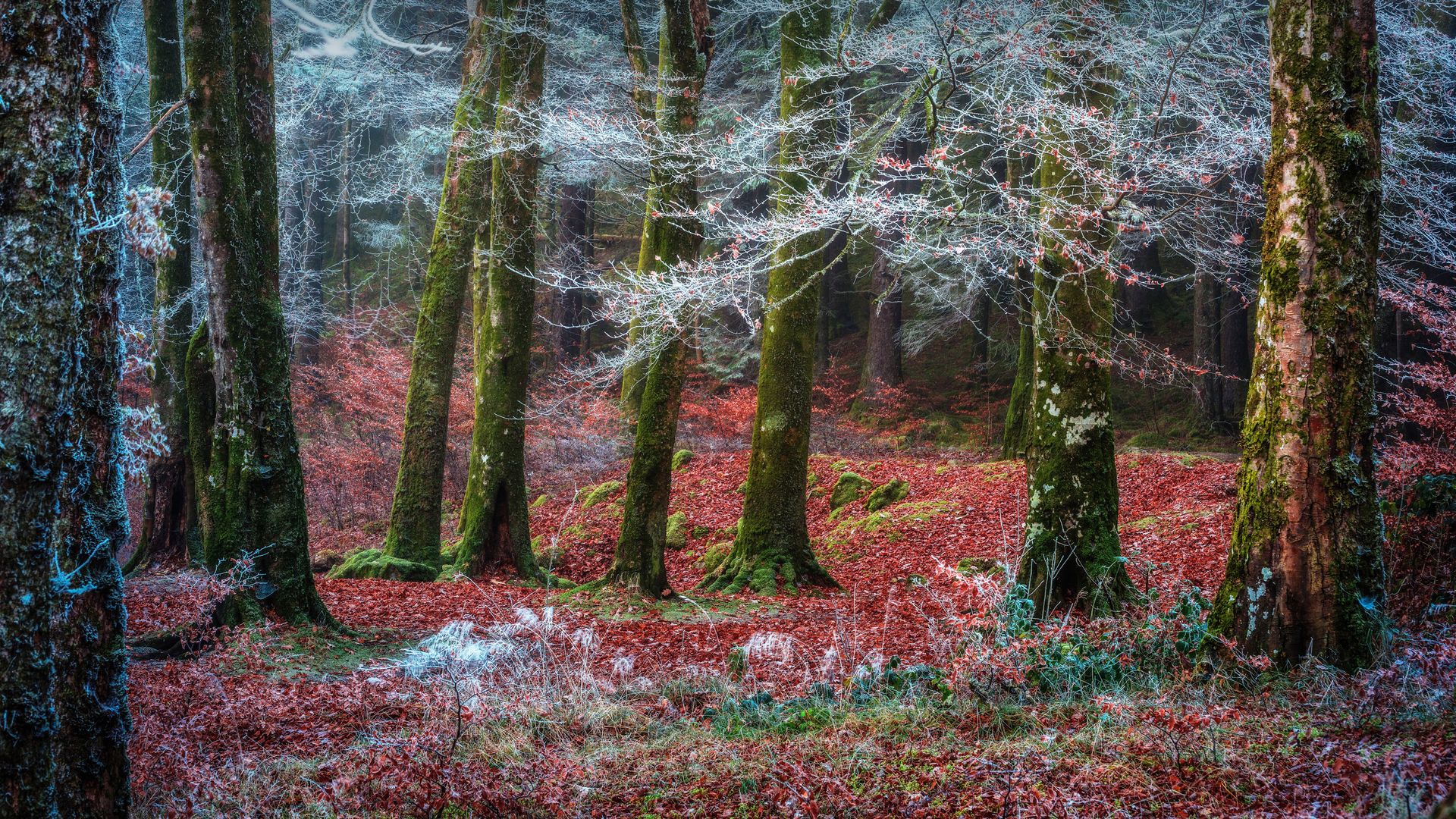 Forest near the village of Invergarry, Scotland