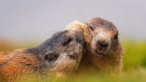 Alpine marmots at Hohe Tauern National Park, Austria (© blickwinkel/Alamy)(Bing Australia)