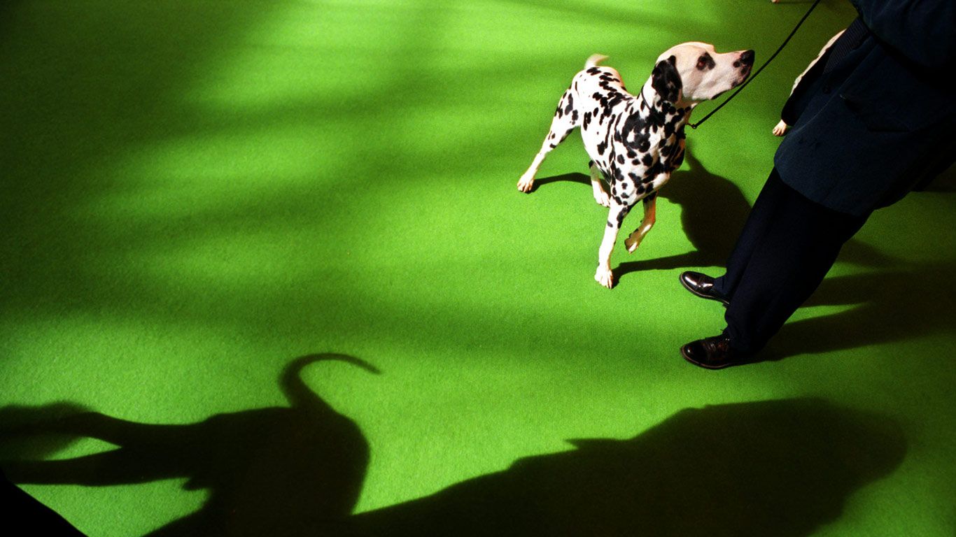 A Dalmatian parades at the Crufts International Dog Show at the National Exhibition Centre, Birmingham
