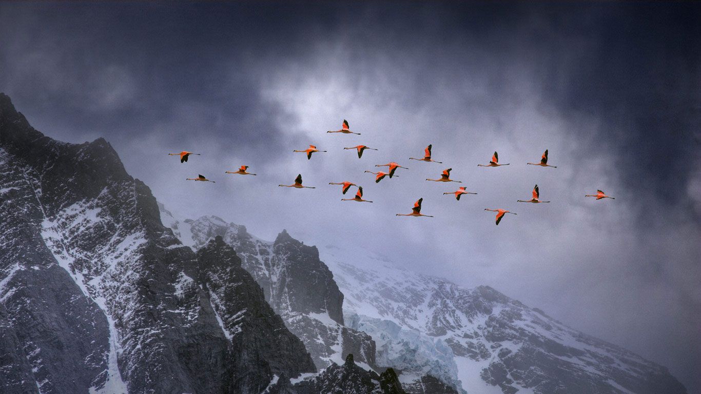 Chilean flamingos in Torres del Paine National Park, Chile