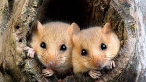 Muscardin à l’entrée de leur nid, Normandie (© slowmotiongli/Getty Images)(Bing France)