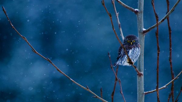 Northern pygmy-owl, Glacier National Park, Montana
