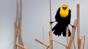美国蒙大拿州，弗拉特黑德河谷的黄头黑鹂 (© Steven Gnam/Tandem Stock)(Bing China)