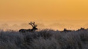 里士满公园的雄鹿，英国伦敦 (© Ian Schofield Images/Offset/Shutterstock)(Bing China)