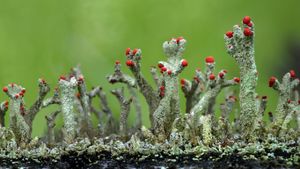 Lichens Cladonia Floerkeana dans la région d’Eifel, Allemagne (© Jean Claessens/Corbis)(Bing France)