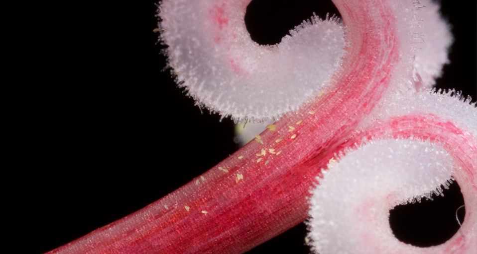 Close up of belladonna lily pistil and stigma with pollen
