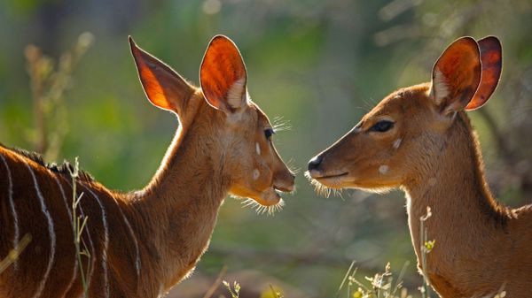 Female nyalas, Kruger National Park, South Africa