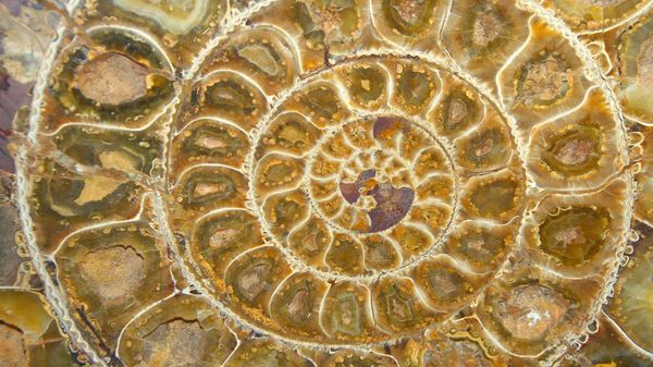 Ammonite Fossil