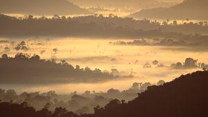 Amazon rainforest, Brazil (© Claus Meyer/plainpicture)(Bing New Zealand)