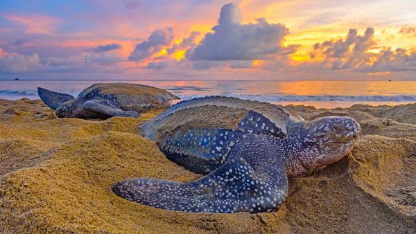 Leatherback sea turtles in Trinidad and Tobago
