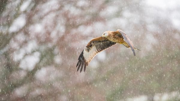 Nibbio reale nella neve