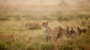 Cheetah in morning rain, Ndutu Plains, Ngorongoro Conservation Area, Tanzania (© Paul Souders/Getty Images)(Bing Canada)