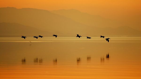 Pellicani al Sonny Bono Salton Sea National Wildlife Refuge, California