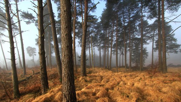 Ashdown Forest Landscape, East Sussex, UK