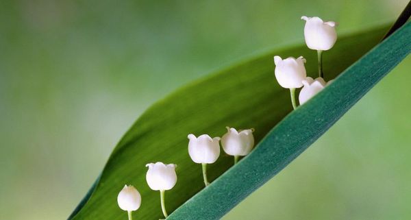 LilyoftheValley