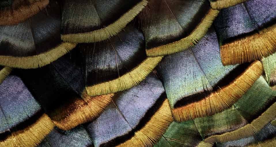 Feather of an Oscillated Turkey
