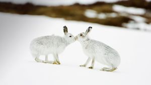 Mountain hares touching noses in Scotland (© Mark Hamblin/age fotostock)(Bing New Zealand)