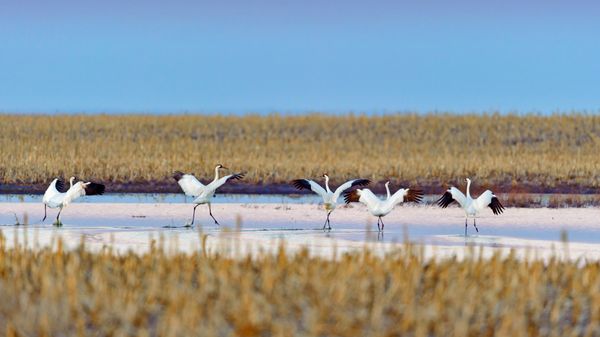 Whooping cranes taking off during spring migration in South Dakota, USA