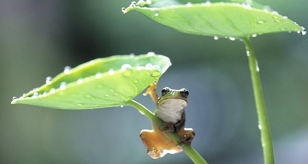 二十四节气之立夏