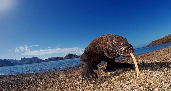 Komodo dragon (Varanus komodoensis)