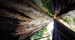 Stand of Redwood trees in Redwood National Park, California  -- Bob Stefko/Getty Images &copy; (Bing New Zealand)