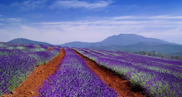 Lavender field in Tasmania, Australia