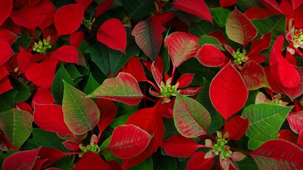 Poinsettia plants