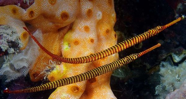 Pipefishes