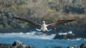 一对蓝脚鲣鸟，加拉帕戈斯群岛，厄瓜多尔 (© Tui De Roy/Minden Pictures)(Bing China)