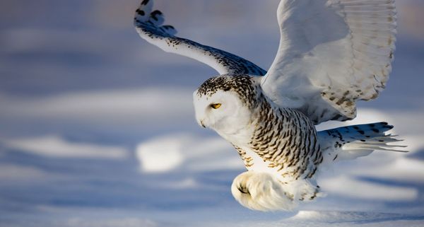 Snowy Owl in flight in Canada