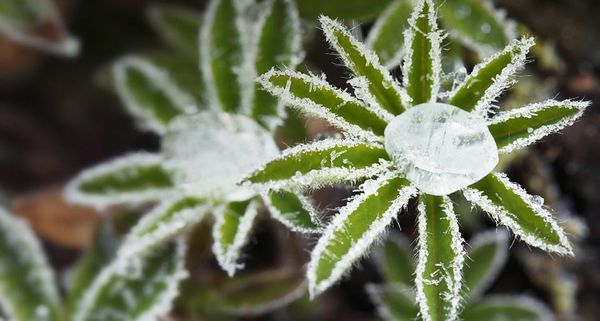 FrostDescent