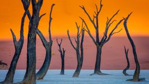 Camel thorn trees, Deadvlei, Namib-Naukluft Park, Namibia (© Inge Johnsson/Alamy)(Bing United States)