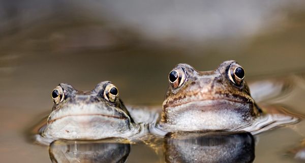 Zwei Grasfrösche hocken in einer Pfütze
