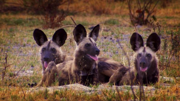 Wild dogs in Botswana