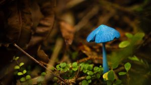 Entoloma hochstetteri mushroom at Lake Mahinapua, New Zealand (© Thysje Arthur/Offset)(Bing Australia)