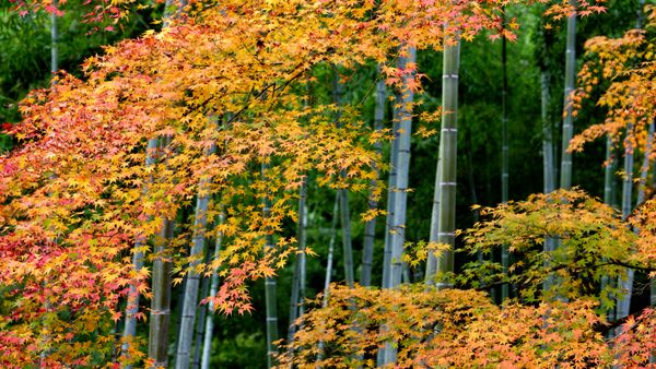 Foglie di acero colorate e foresta di bambù ad Arashiyama, Kyoto, Giappone