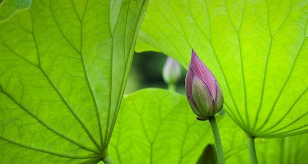 LotusBuds