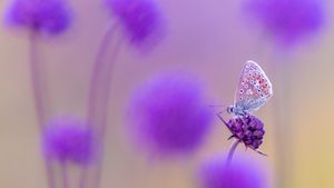 Common blue butterfly, Devon, England (© Ross Hoddinott/Nature Picture Library)(Bing United States)