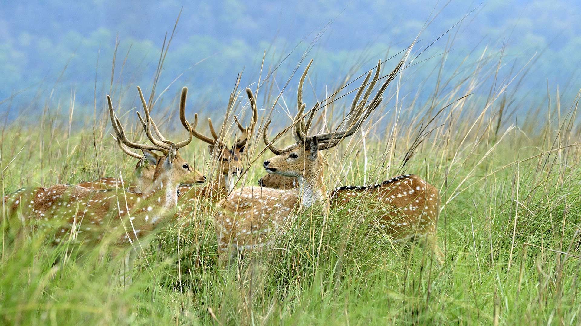 Deer in the grasslands at Jim Corbett National Park, Uttarakhand, India