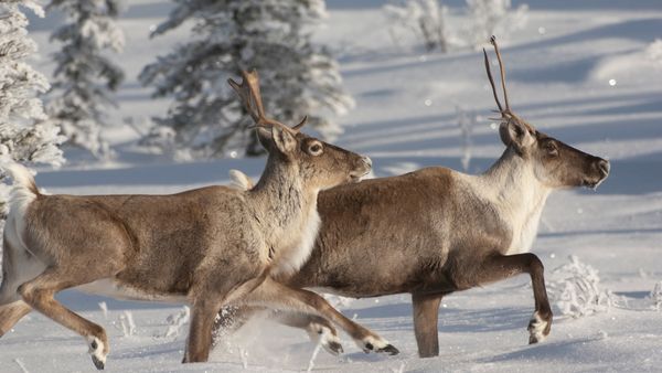 Caribou che corrono nella neve, Alaska, USA