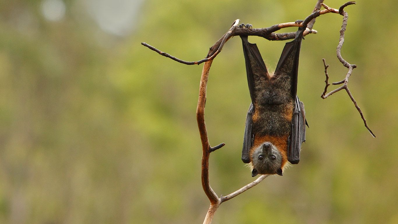 Renard volant à tête grise