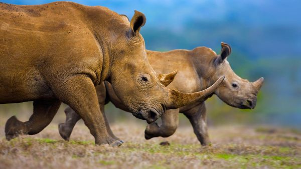 Southern white rhinoceros mother and calf