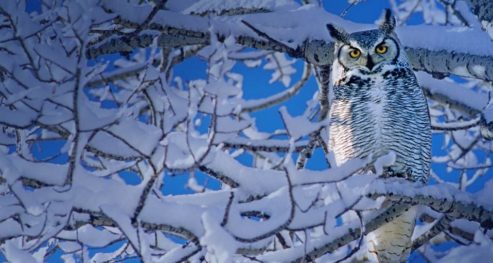 GreatHornedOwl