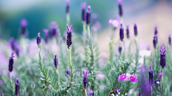 Lavender blooming in northern Thailand
